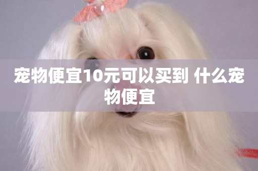 寵物便宜10元可以買到 什么寵物便宜