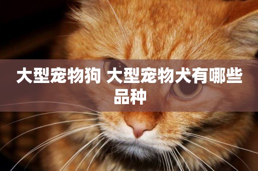 大型寵物狗 大型寵物犬有哪些品種