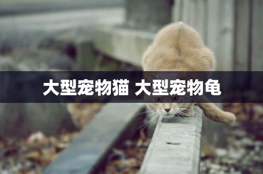 大型寵物貓 大型寵物龜