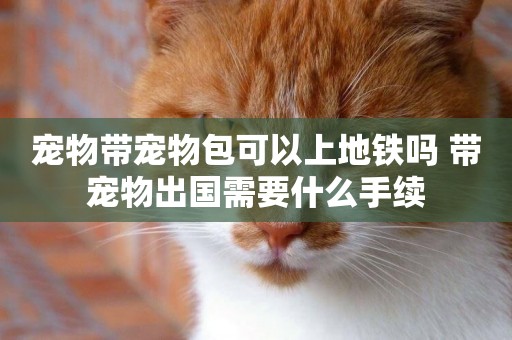 寵物帶寵物包可以上地鐵嗎 帶寵物出國需要什么手續