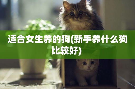 適合女生養的狗(新手養什么狗比較好) 