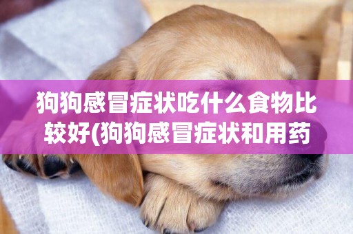 狗狗感冒癥狀吃什么食物比較好(狗狗感冒癥狀和用藥) 