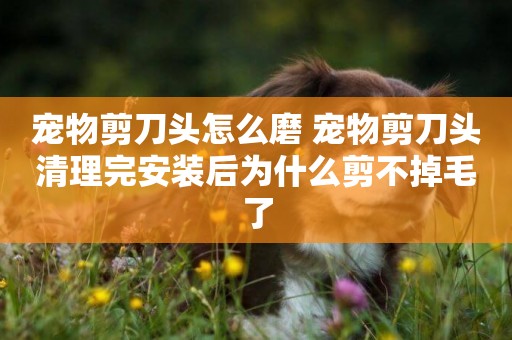 寵物剪刀頭怎么磨 寵物剪刀頭清理完安裝后為什么剪不掉毛了
