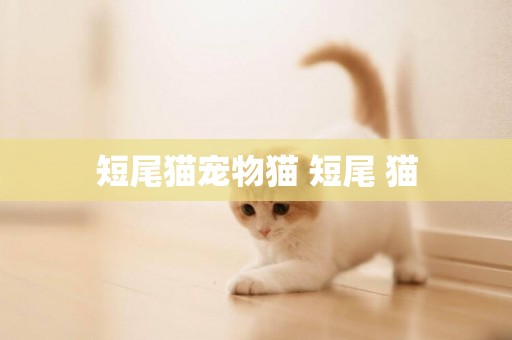 短尾貓寵物貓 短尾 貓