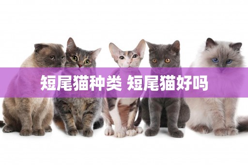 短尾貓種類 短尾貓好嗎