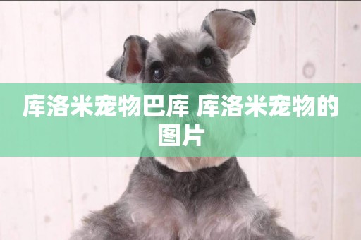 庫洛米寵物巴庫 庫洛米寵物的圖片