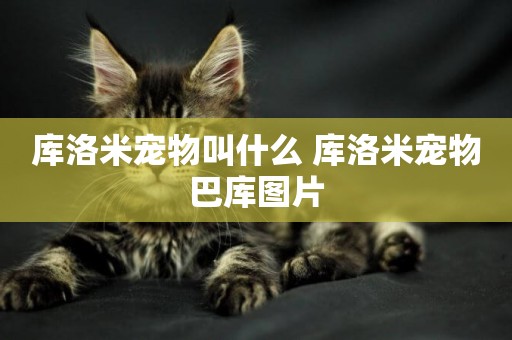 庫洛米寵物叫什么 庫洛米寵物巴庫圖片