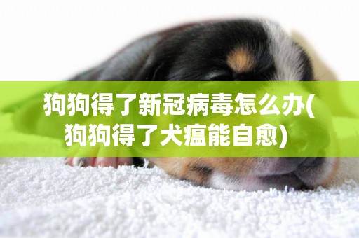 狗狗得了新冠病毒怎么辦(狗狗得了犬瘟能自愈) 