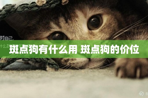 斑點狗有什么用 斑點狗的價位