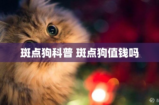 斑點狗科普 斑點狗值錢嗎