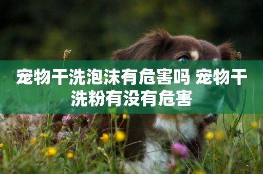 寵物干洗泡沫有危害嗎 寵物干洗粉有沒有危害