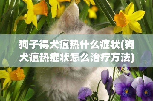 狗子得犬瘟熱什么癥狀(狗犬瘟熱癥狀怎么治療方法) 