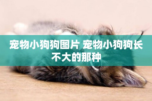 寵物小狗狗圖片 寵物小狗狗長不大的那種