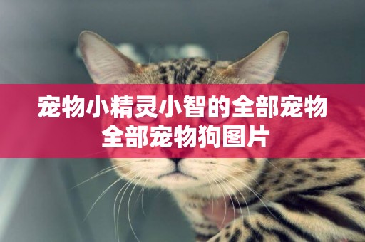 寵物小精靈小智的全部寵物 全部寵物狗圖片