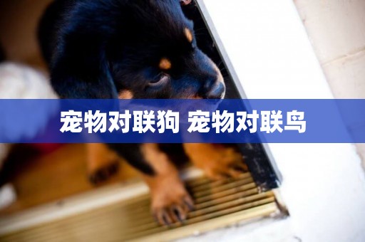 寵物對聯狗 寵物對聯鳥