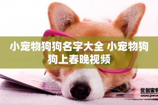 小寵物狗狗名字大全 小寵物狗狗上春晚視頻