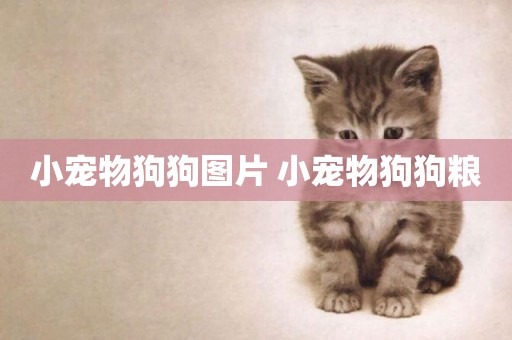小寵物狗狗圖片 小寵物狗狗糧