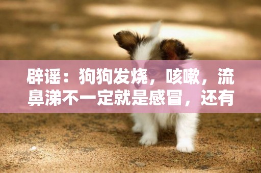 辟謠：狗狗發燒，咳嗽，流鼻涕不一定就是感冒，還有可能是犬瘟熱 