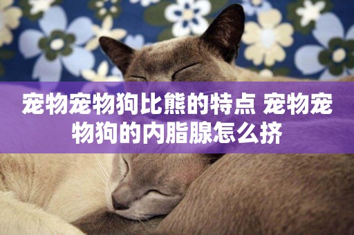 寵物寵物狗比熊的特點 寵物寵物狗的內脂腺怎么擠
