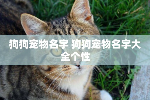 狗狗寵物名字 狗狗寵物名字大全個性