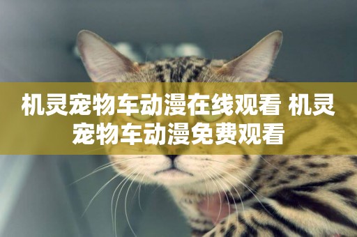 機靈寵物車動漫在線觀看 機靈寵物車動漫免費觀看