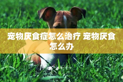 寵物厭食癥怎么治療 寵物厭食怎么辦