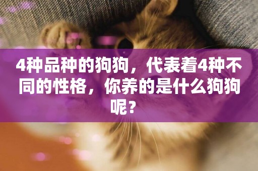 4種品種的狗狗，代表著4種不同的性格，你養的是什么狗狗呢？ 