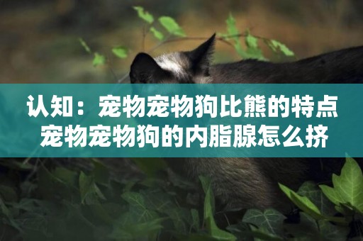 認知：寵物寵物狗比熊的特點 寵物寵物狗的內脂腺怎么擠