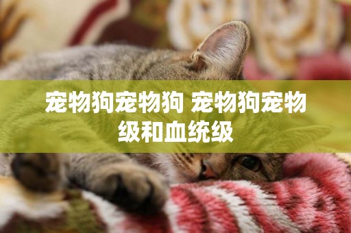 寵物狗寵物狗 寵物狗寵物級和血統級