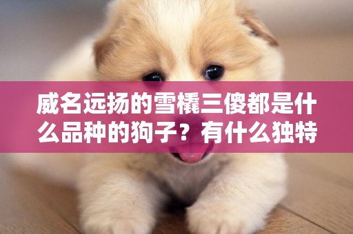 威名遠揚的雪橇三傻都是什么品種的狗子？有什么獨特的“長處”？ 