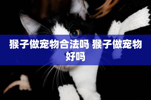 猴子做寵物合法嗎 猴子做寵物好嗎