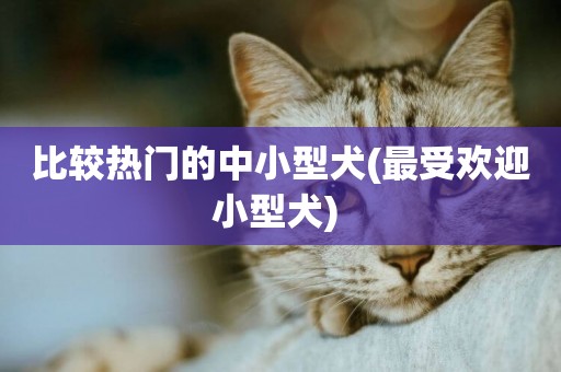 比較熱門的中小型犬(最受歡迎小型犬) 