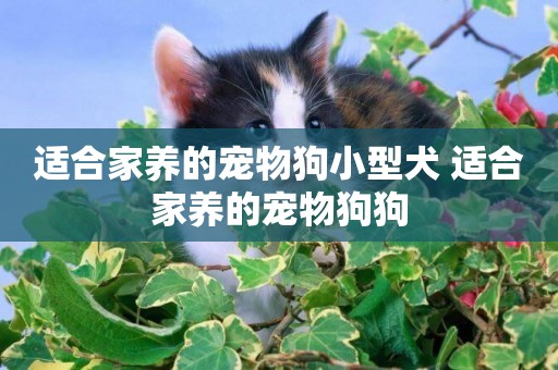 適合家養的寵物狗小型犬 適合家養的寵物狗狗