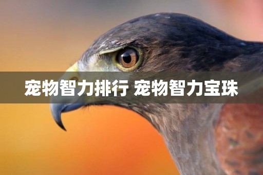 寵物智力排行 寵物智力寶珠