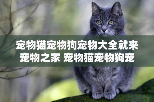 寵物貓寵物狗寵物大全就來寵物之家 寵物貓寵物狗寵物大全