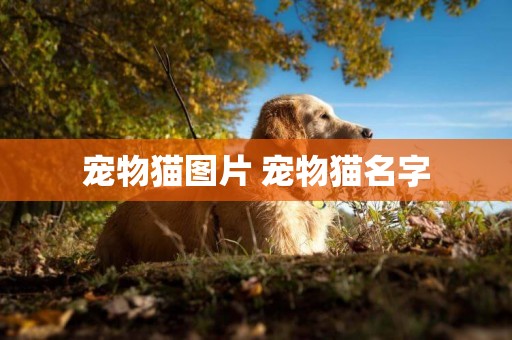 寵物貓圖片 寵物貓名字