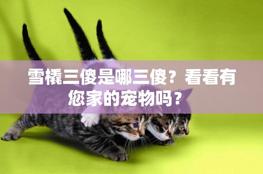 雪橇三傻是哪三傻？看看有您家的寵物嗎？ 