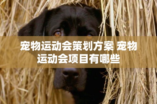 寵物運動會策劃方案 寵物運動會項目有哪些