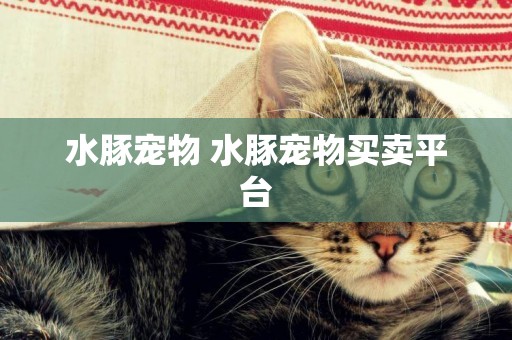 水豚寵物 水豚寵物買賣平臺