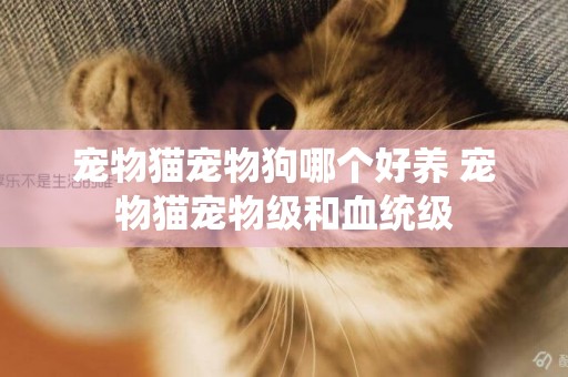 寵物貓寵物狗哪個好養 寵物貓寵物級和血統級