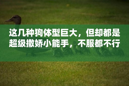 這幾種狗體型巨大，但卻都是超級撒嬌小能手，不服都不行 