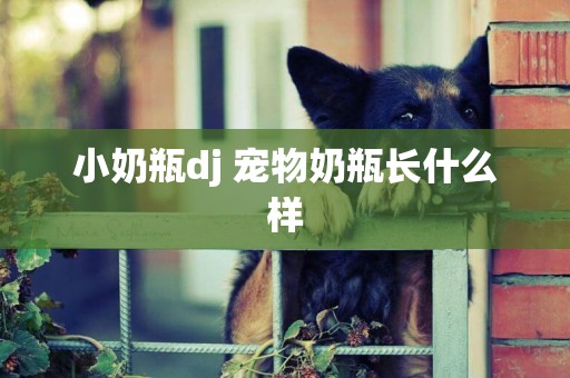 小奶瓶dj 寵物奶瓶長什么樣