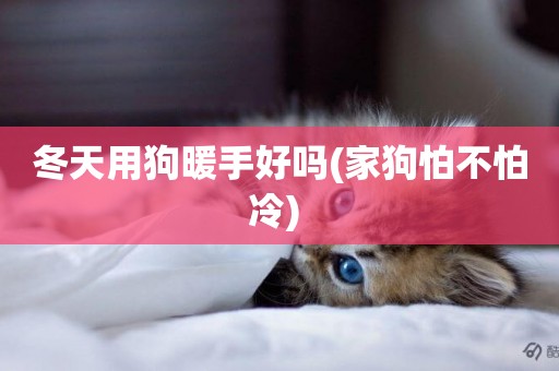 冬天用狗暖手好嗎(家狗怕不怕冷) 