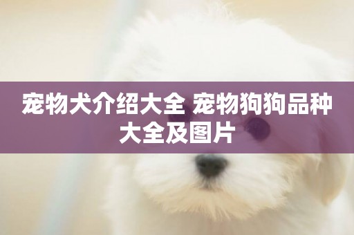 寵物犬介紹大全 寵物狗狗品種大全及圖片
