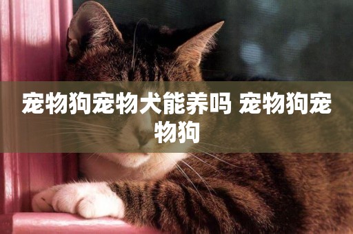 寵物狗寵物犬能養嗎 寵物狗寵物狗