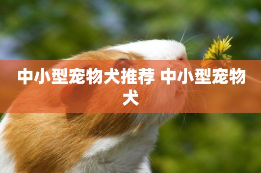 中小型寵物犬推薦 中小型寵物犬