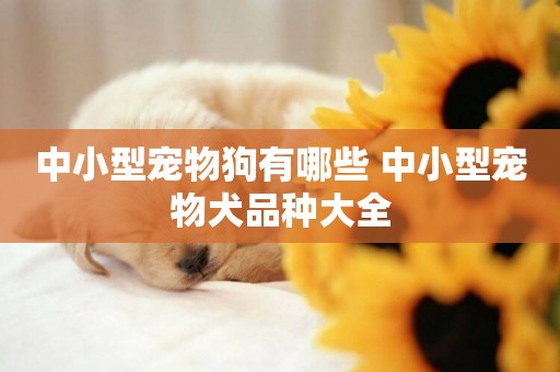 中小型寵物狗有哪些 中小型寵物犬品種大全