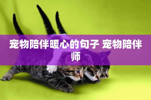 寵物陪伴暖心的句子 寵物陪伴師