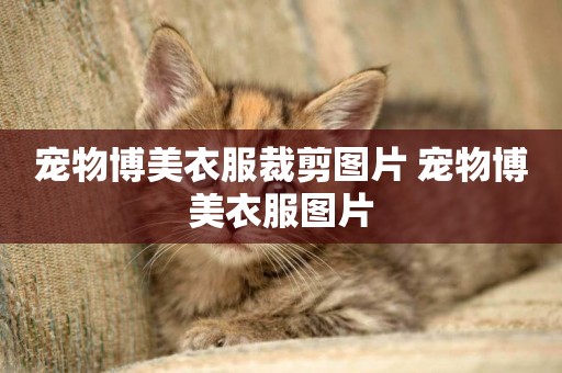 寵物博美衣服裁剪圖片 寵物博美衣服圖片