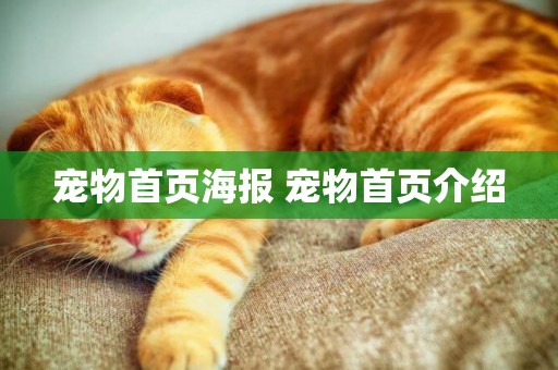 寵物首頁海報 寵物首頁介紹